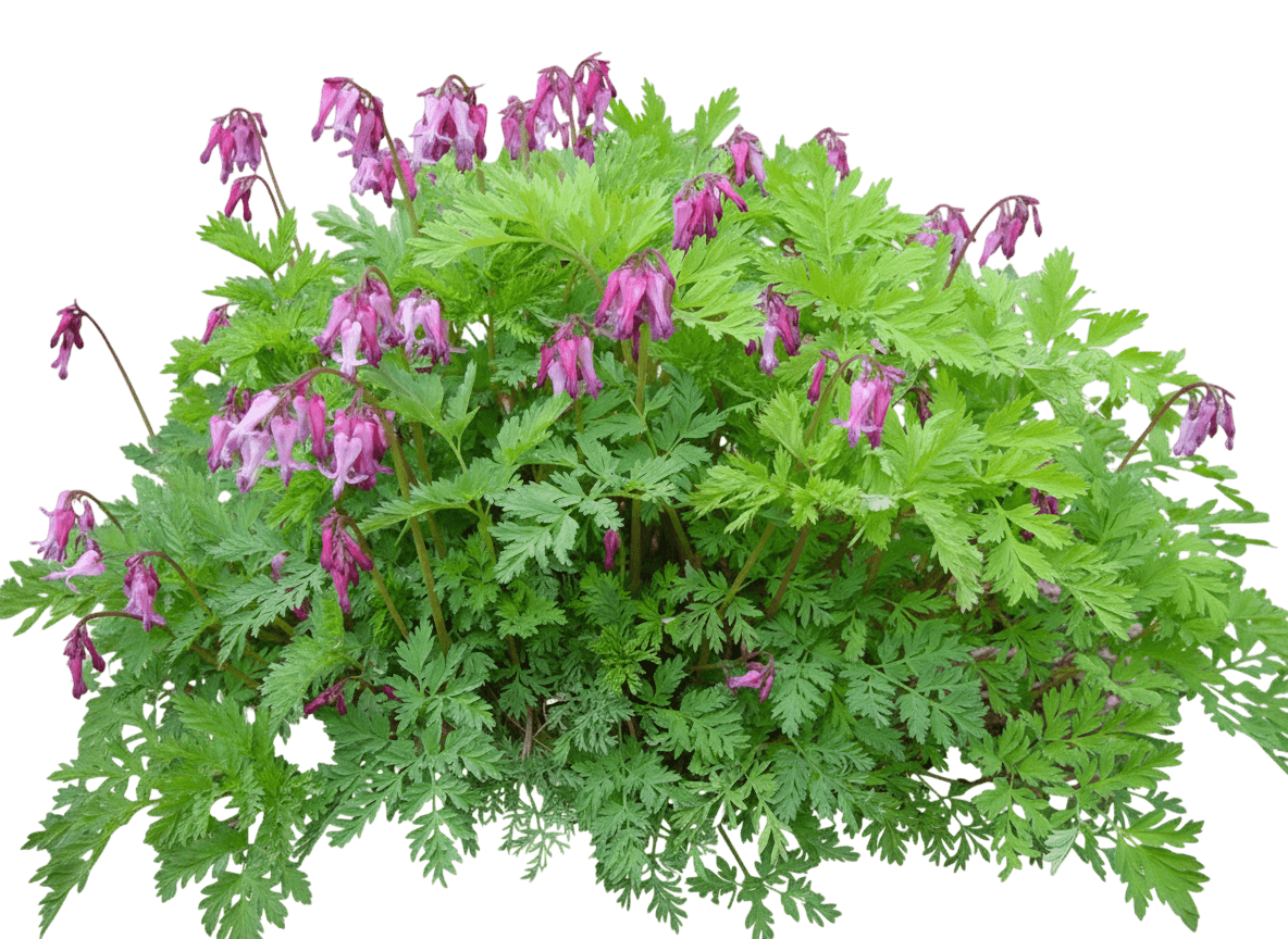Cutleaf Bleeding Heart (Dicentra Eximia) - Perennials