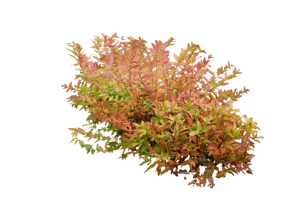 Kodiak Orange Dwarf Bush Honeysuckle (Diervilla ‘Kodiak Orange’) - Ground Layers