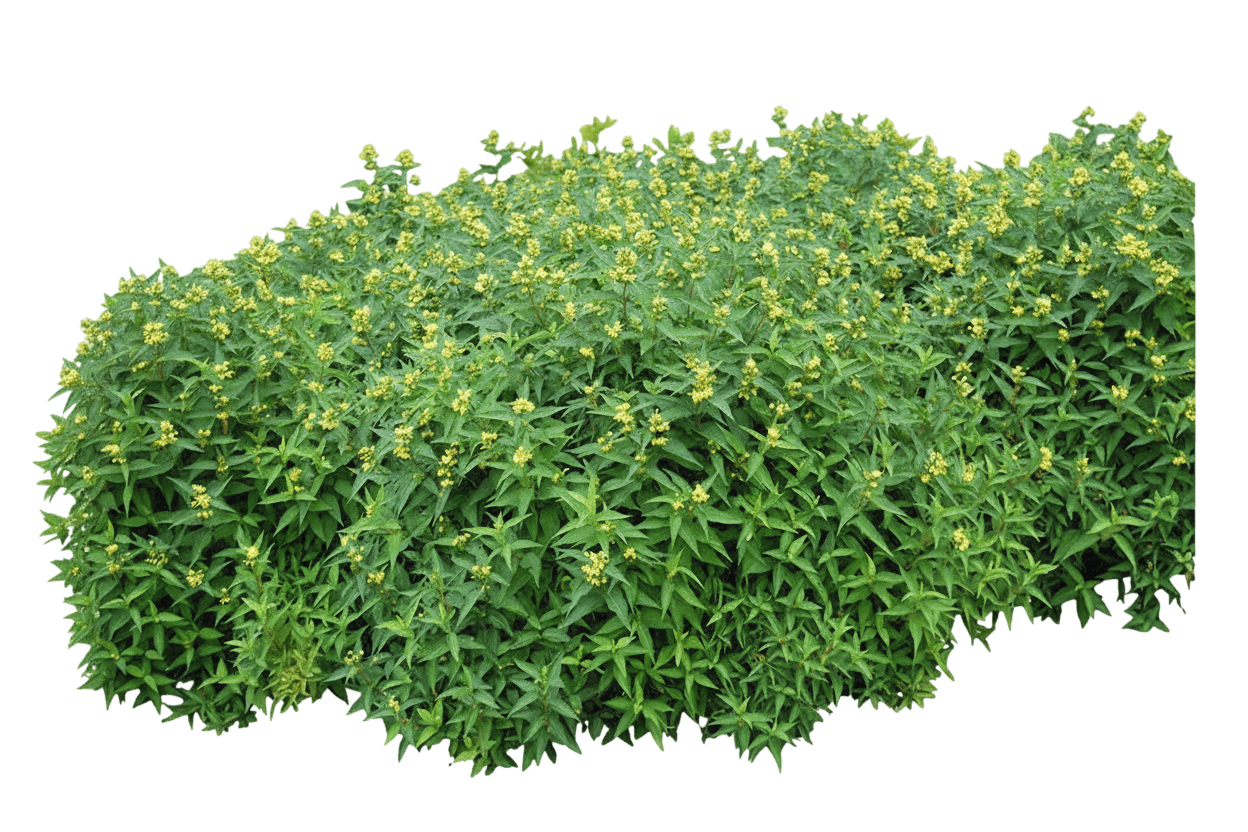 Honeysuckle, Dwarf Bush (Diervilla Lonicera) - Ground Layers
