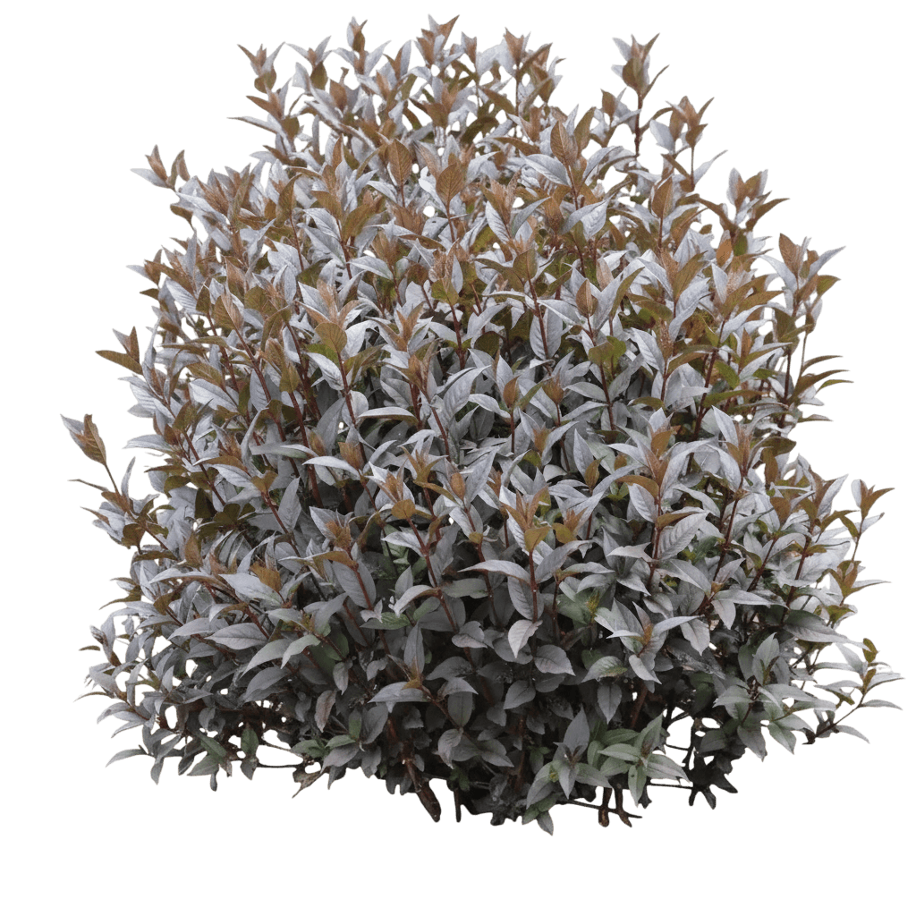 Kodiak® Jet Black™ Bush Honeysuckle (Diervilla X Kodiak Jet Black 'Smndsn') - Ground Layers