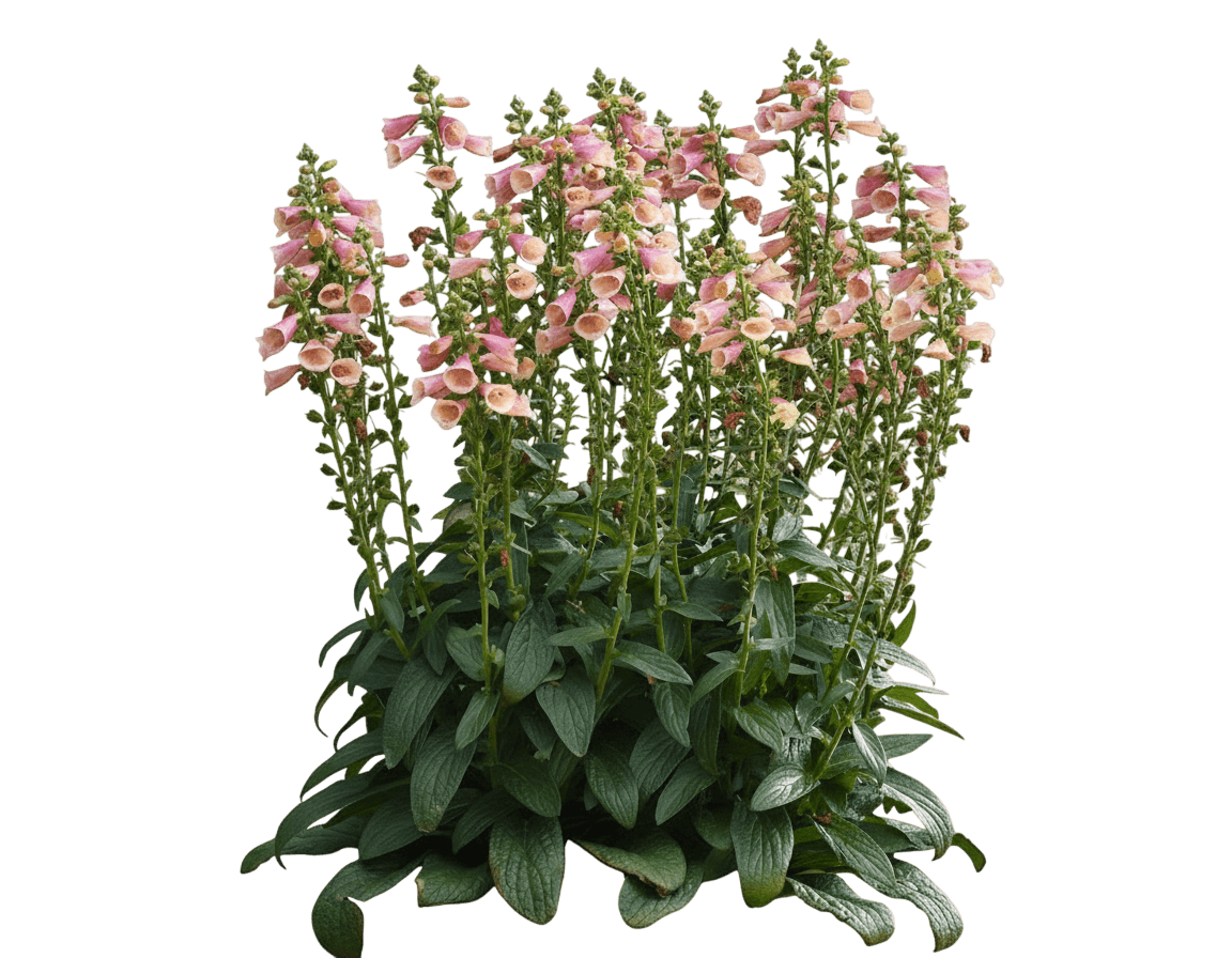 Arctic Fox Rose Foxglove (Digitalis Arctic Fox Rose 'Balroxose') - Perennials