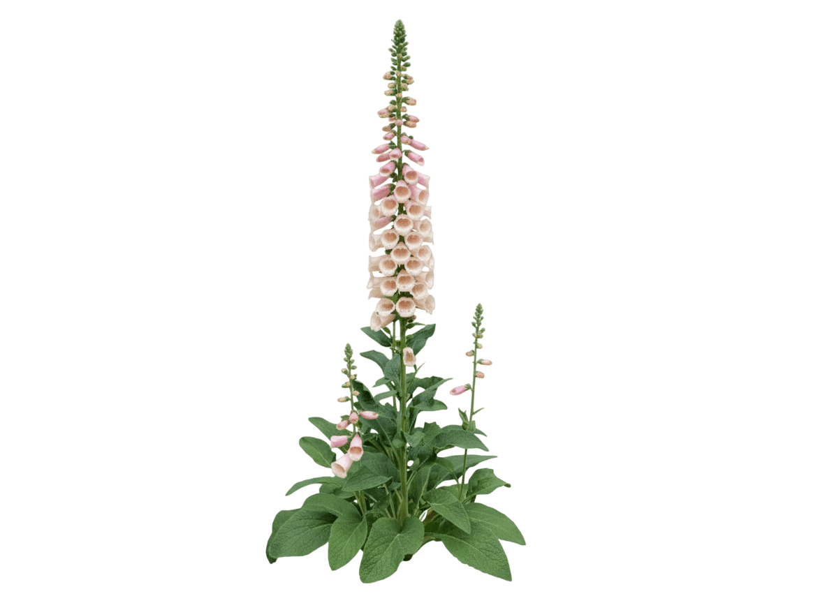 Foxglove (Digitalis Purpurea 'Candy Mountain') - Perennials