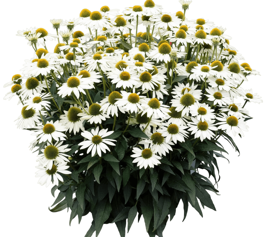 Coneflower (Echinacea X Kismet® White) - Perennials