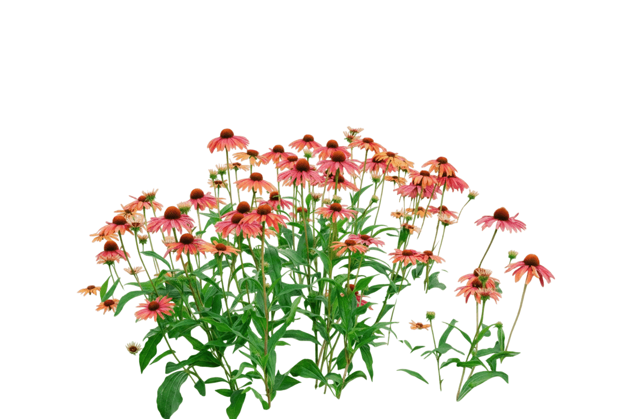 Coneflower (Echinacea X Sunseekers® Rainbow) - Perennials