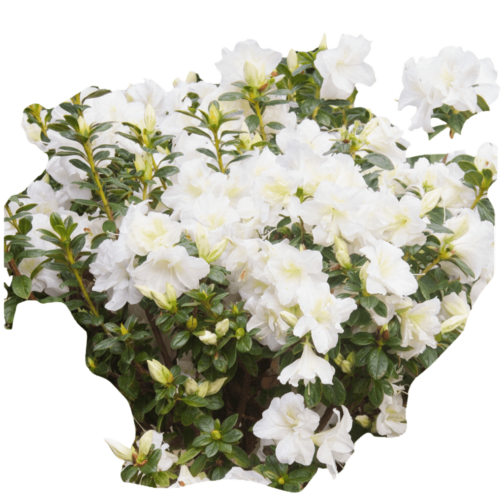 Rhododendron Hybrid (Encore Azalea Autumn Moonlight®) - Ground Layers