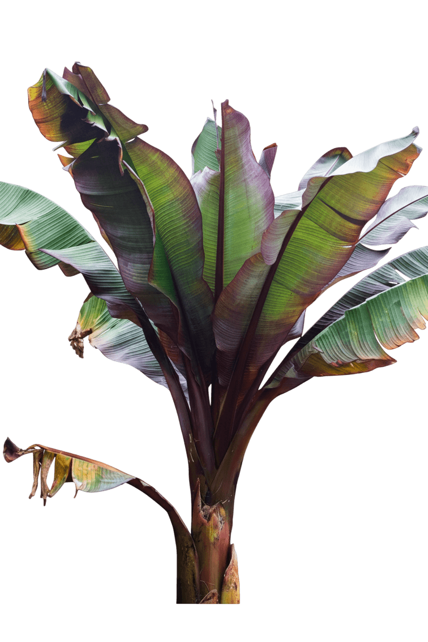 Red Abyssinian Banana (Ensete Maurelii) - Perennials
