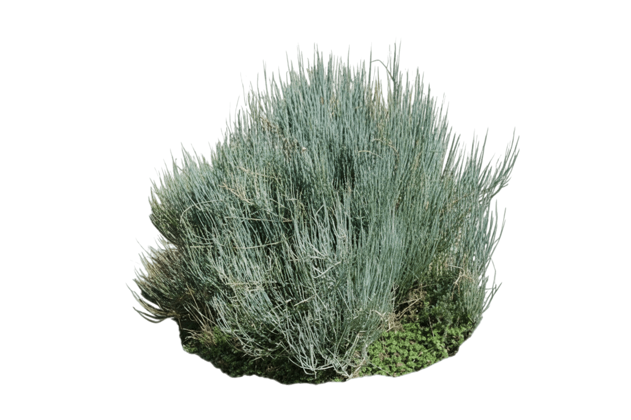 Joint Fir, Bluestem (Ephedra Equisetina) - Ground Layers