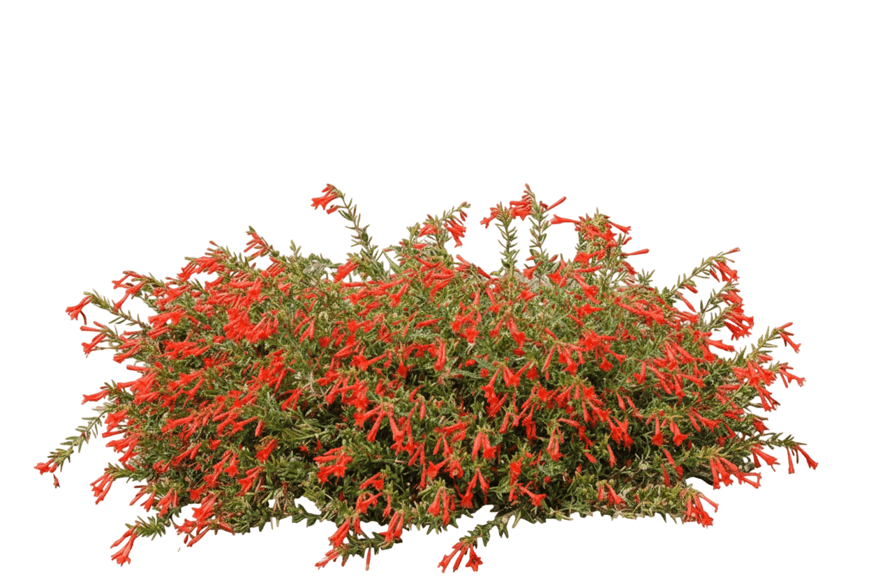 Hummingbird Trumpet, Orange Carpet (Epilobium Canum / (Formerly) Zauschneria) - Ground Layers
