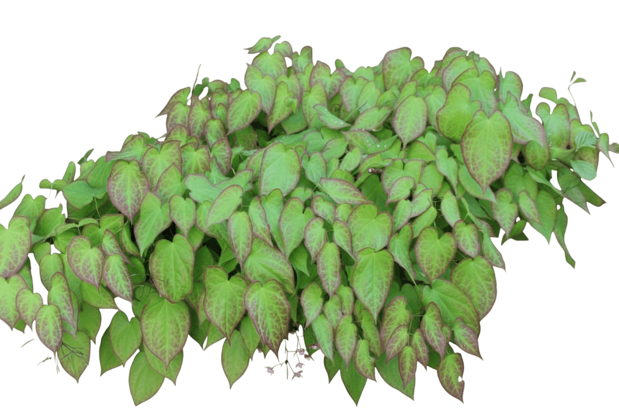 Barrenwort (Epimedium Rubrum) - Perennials