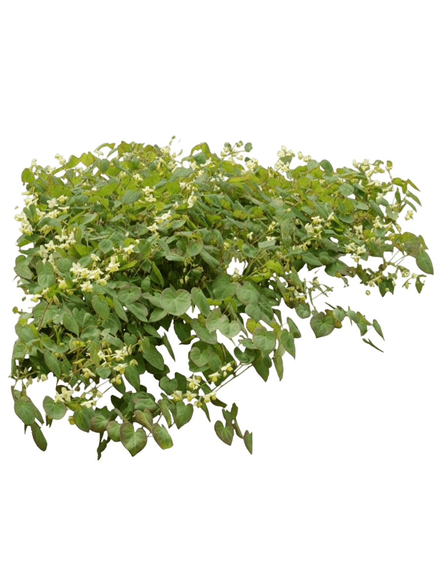 Barrenwort (Epimedium X Versicolor 'Sulphureum') - Perennials