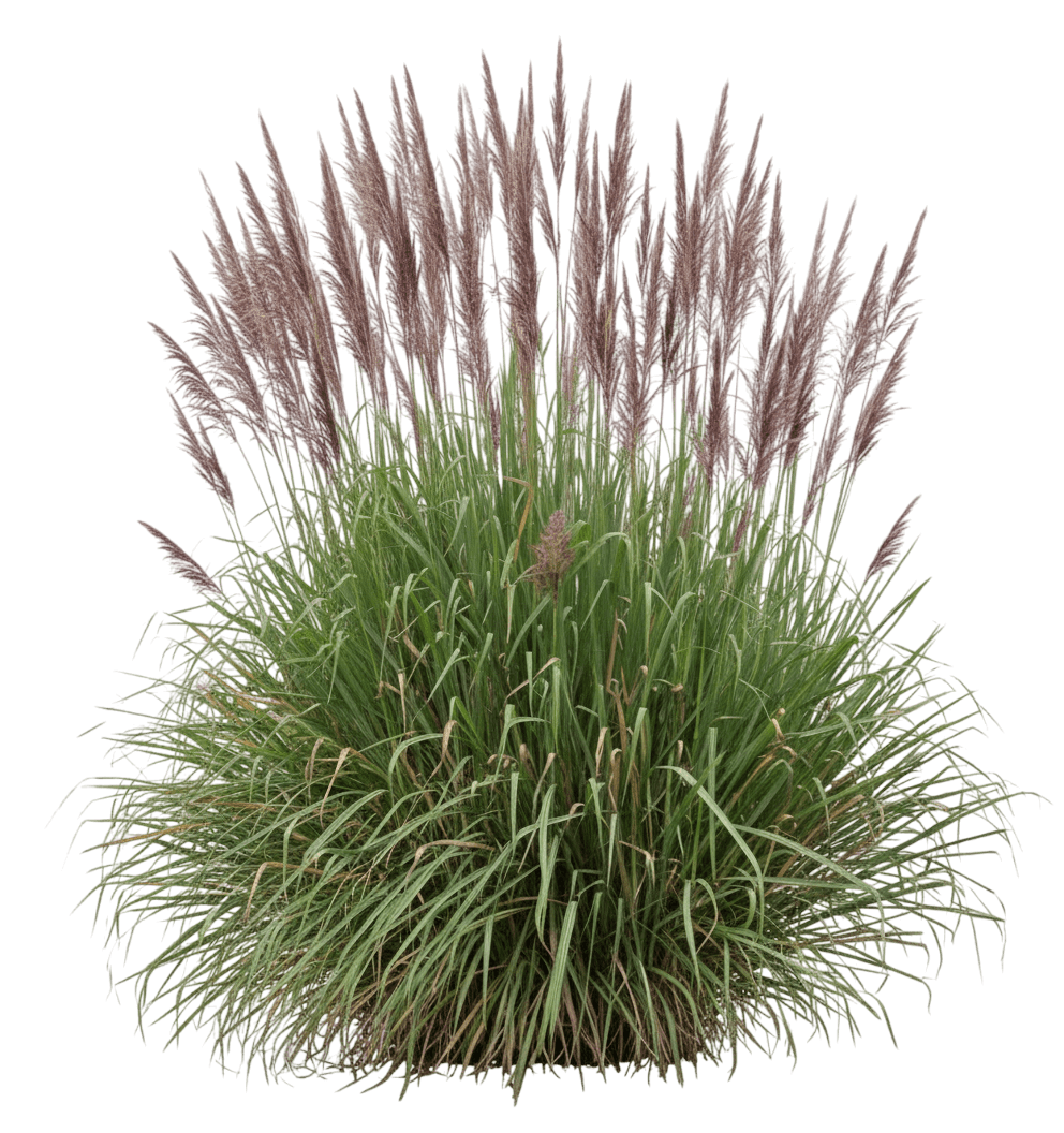 Northern Pampas Grass (Erianthus (Ripidium) Ravennae) - Grasses