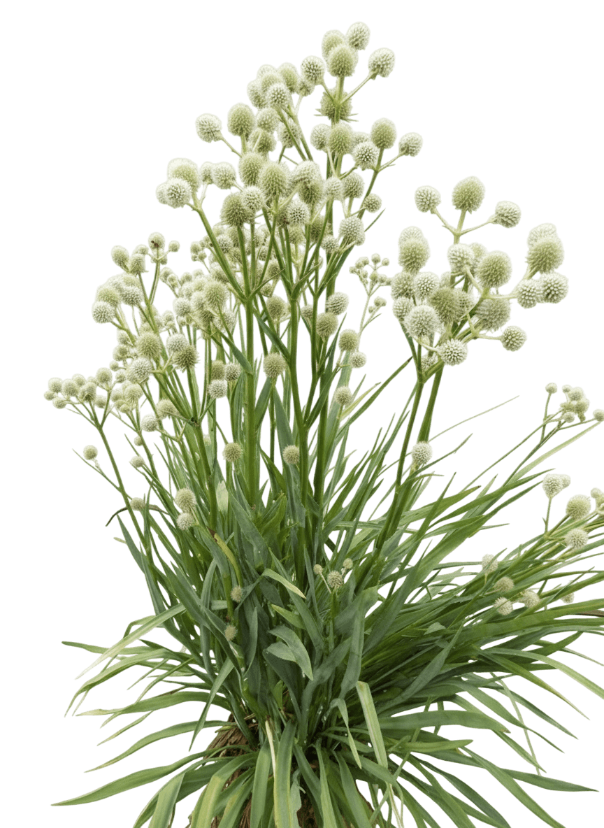 Rattlesnake Master (Eryngium Yuccifolium) - Perennials
