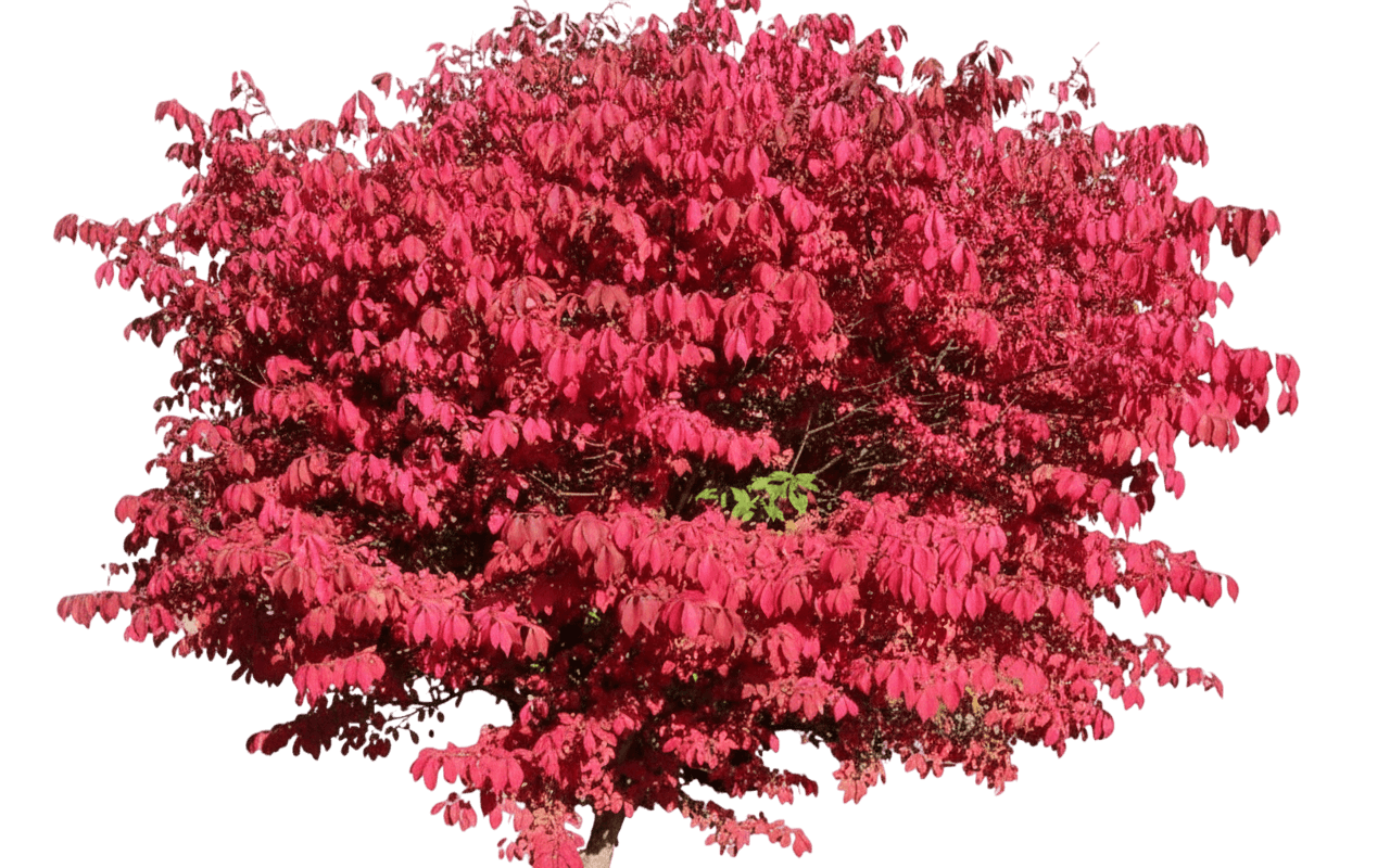 Burning Bush, Grove Dwarf (Euonymus Alatus ‘Grove Compact’) - Ground Layers