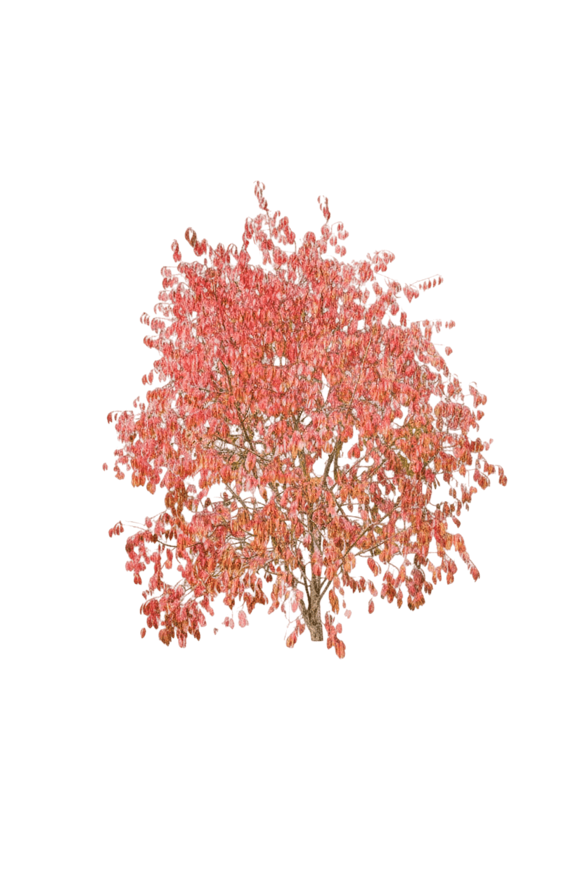 Winterberry (Euonymus Bungeanus) - Flowering Trees