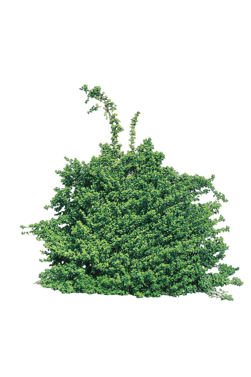 Euonymus, Sarcoxie (Euonymus Fortunei ‘Sarcoxie’) - Ground Layers