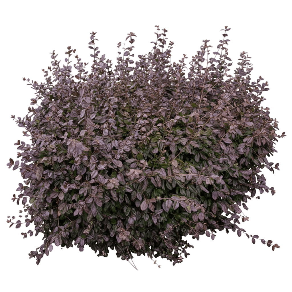Wintercreeper, Purpleleaf (Euonymus Fortunei 'Coloratus') - Ground Layers