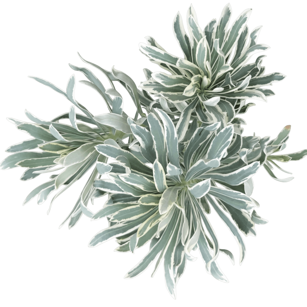 Mediterranean Spurge (Euphorbia Characias 'Glacier Blue') - Perennials