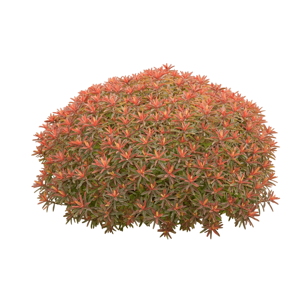 Cushion Spurge, Bonfire (Euphorbia Polychroma Pp 18585 'Bonfire') - Perennials