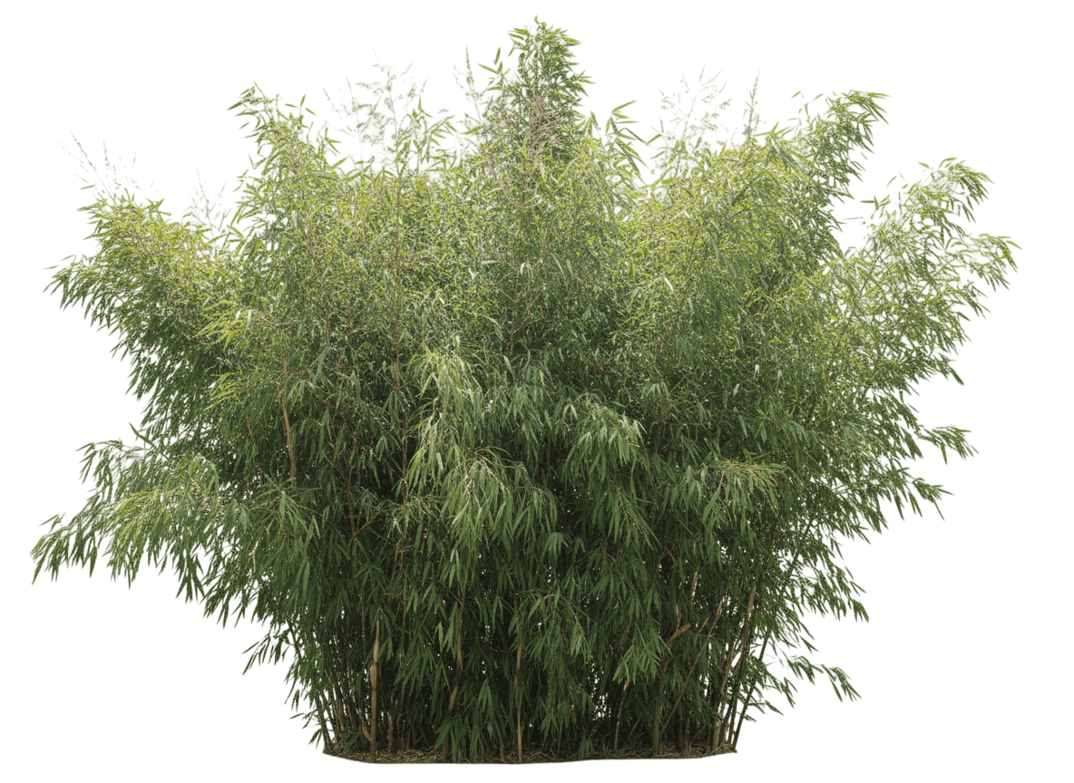 Scabrida Clumping Bamboo (Fargesia Scabrida (Syn. Borinda Scabrida)) - Grasses