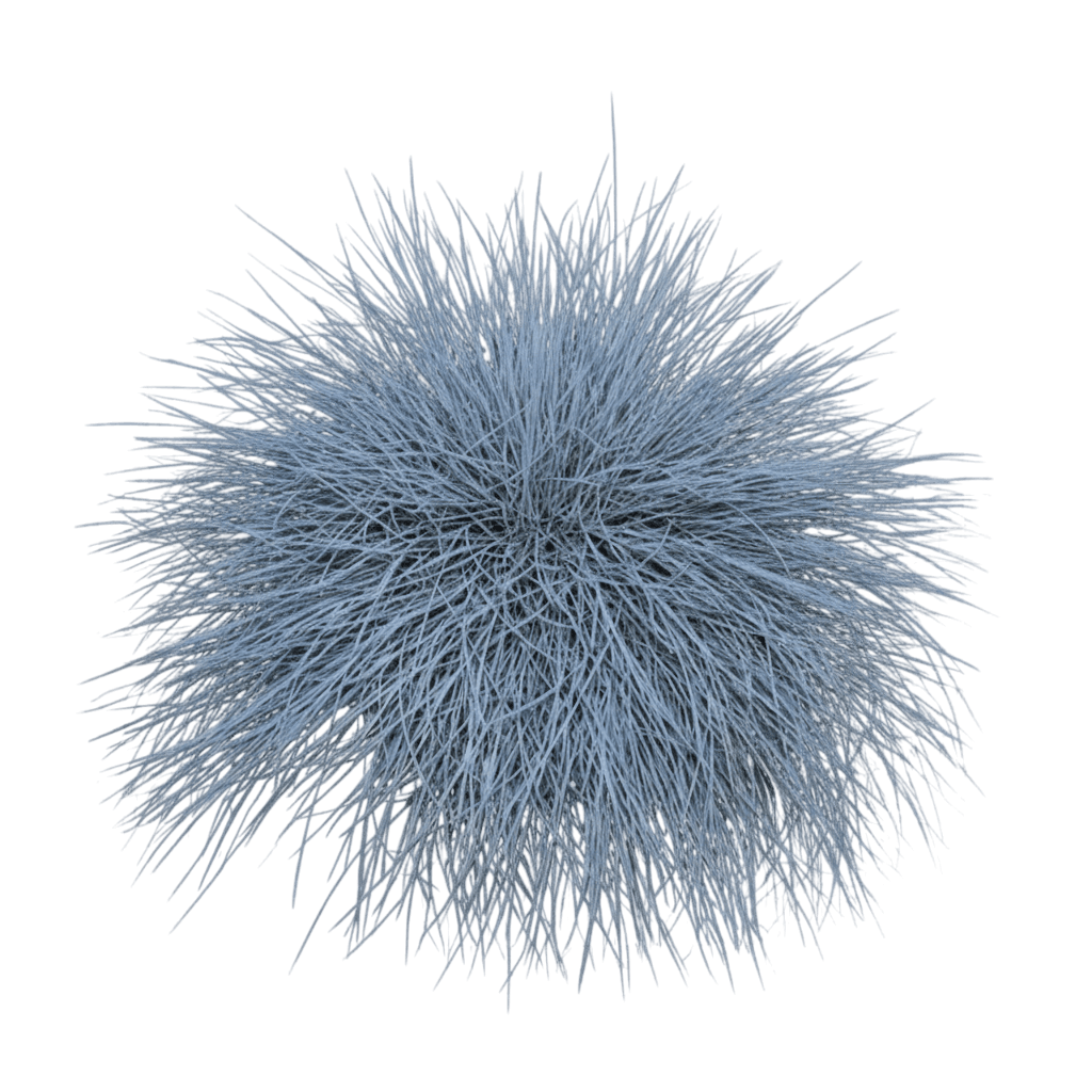 Grass, Blue Fescue, Beyond Blue (Festuca Glauca Ppaf 'Beyond Blue') - Grasses