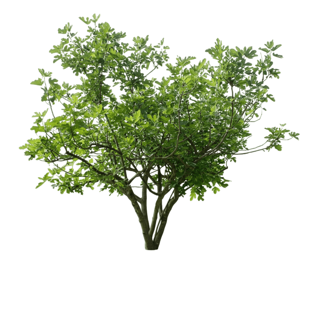 Fignominal Fig (Ficus Carica 'Fignomenal') - Fruit Trees