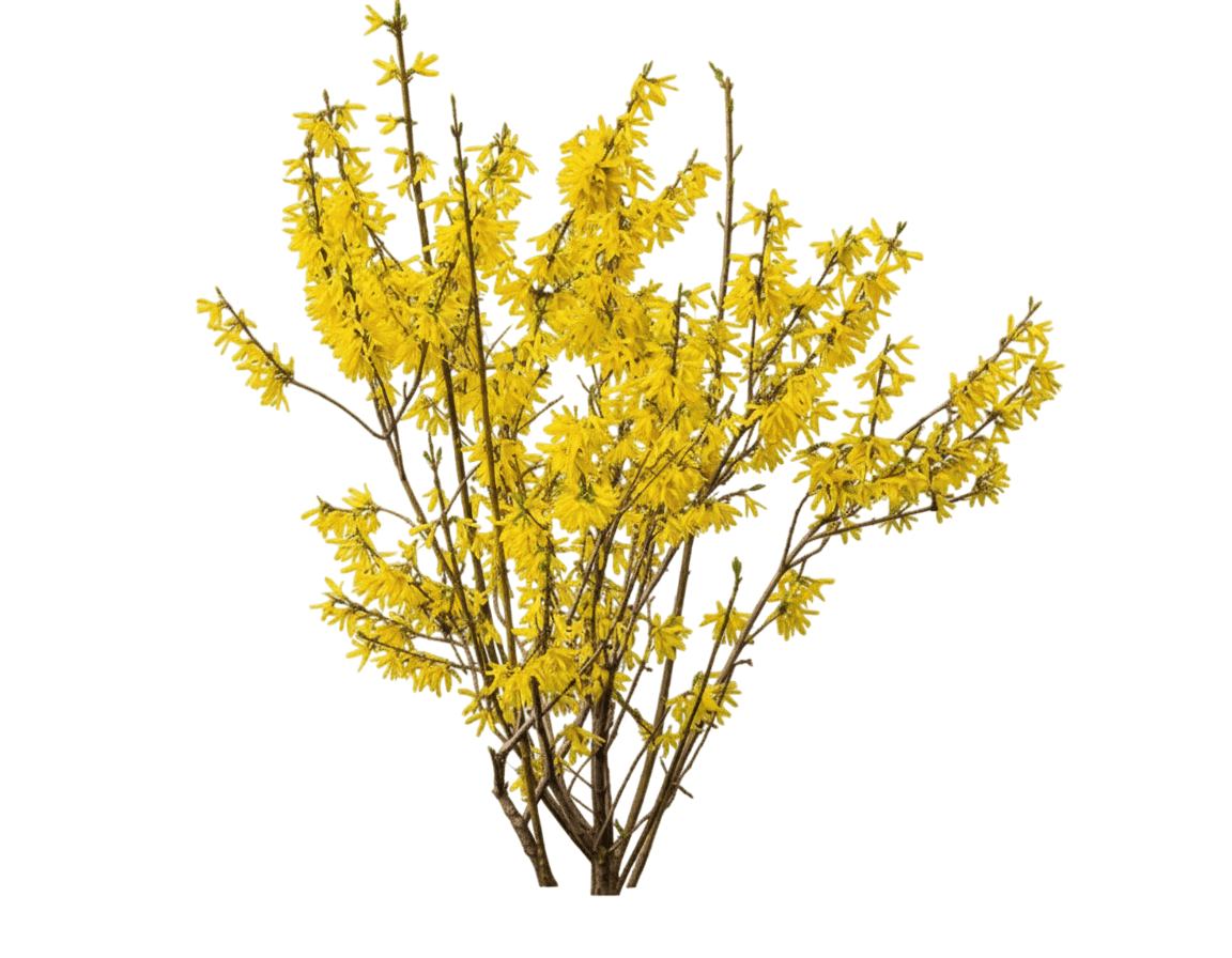 Forsythia, Northern Gold (Forsythia 'Northern Gold') - Ground Layers