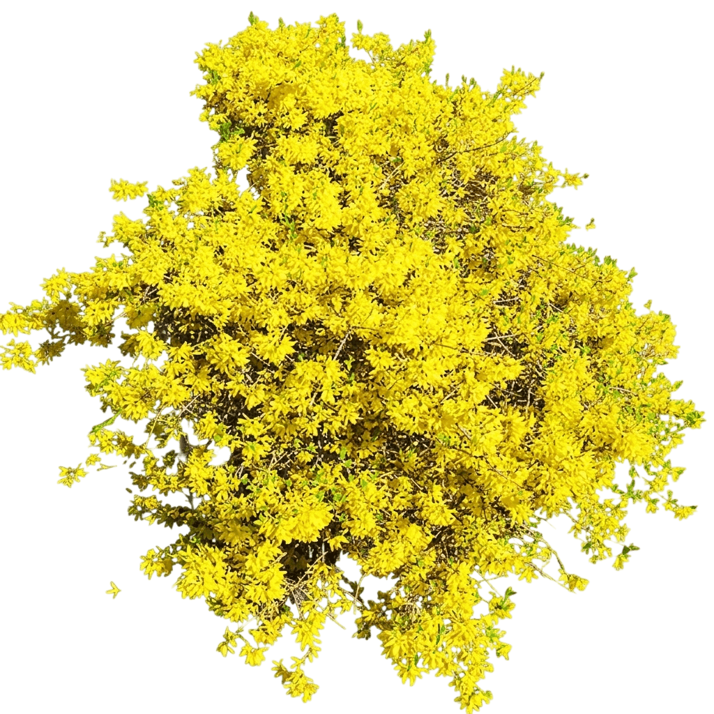 Gold Tide® Forsythia (Forsythia Gold Tide 'Courtasol') - Ground Layers