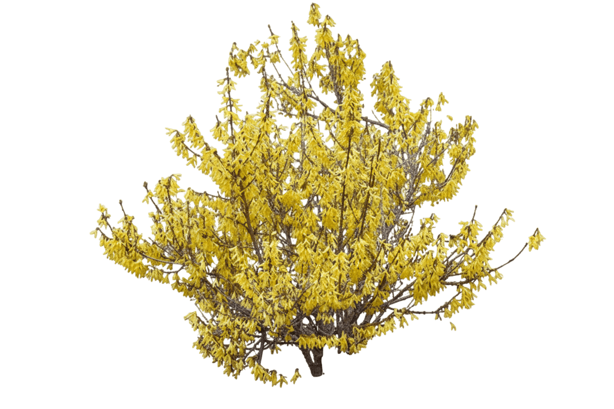 Forsythia, Kumson (Forsythia Viridissima Koreana ‘Kumson’) - Ground Layers