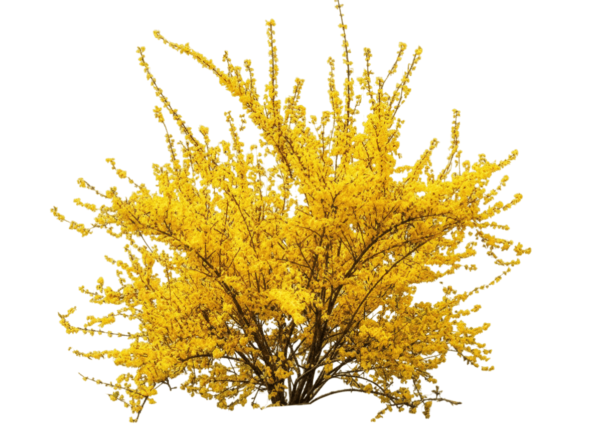 Forsythia, Spring Glory (Forsythia X Intermedia ‘Spring Glory’) - Ground Layers