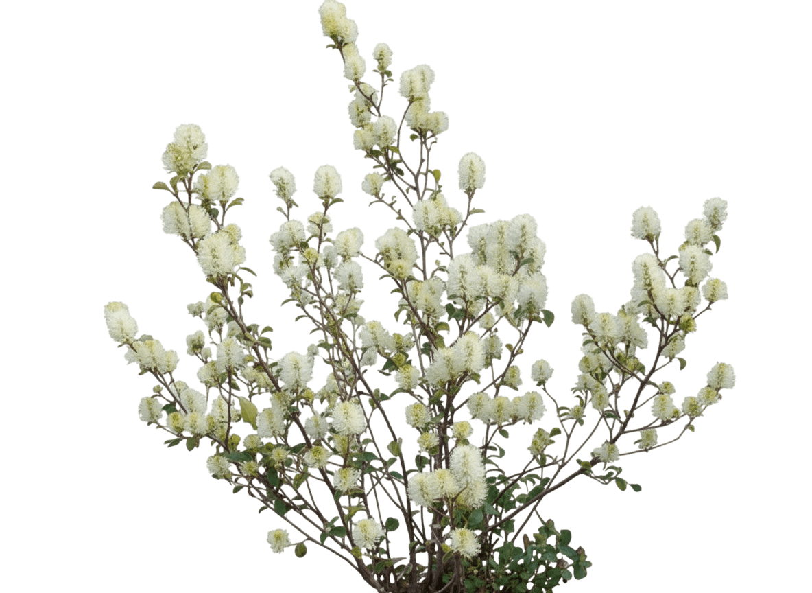 Mt. Airy Fothergilla (Fothergilla Gardenii X Major 'Mt. Airy') - Ground Layers