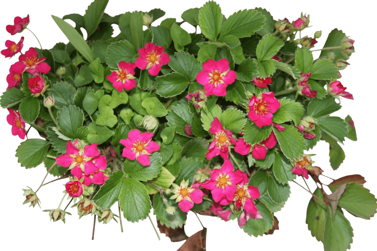 Strawberry, Ornamental, Lipstick (Fragaria X 'Lipstick') - Perennials