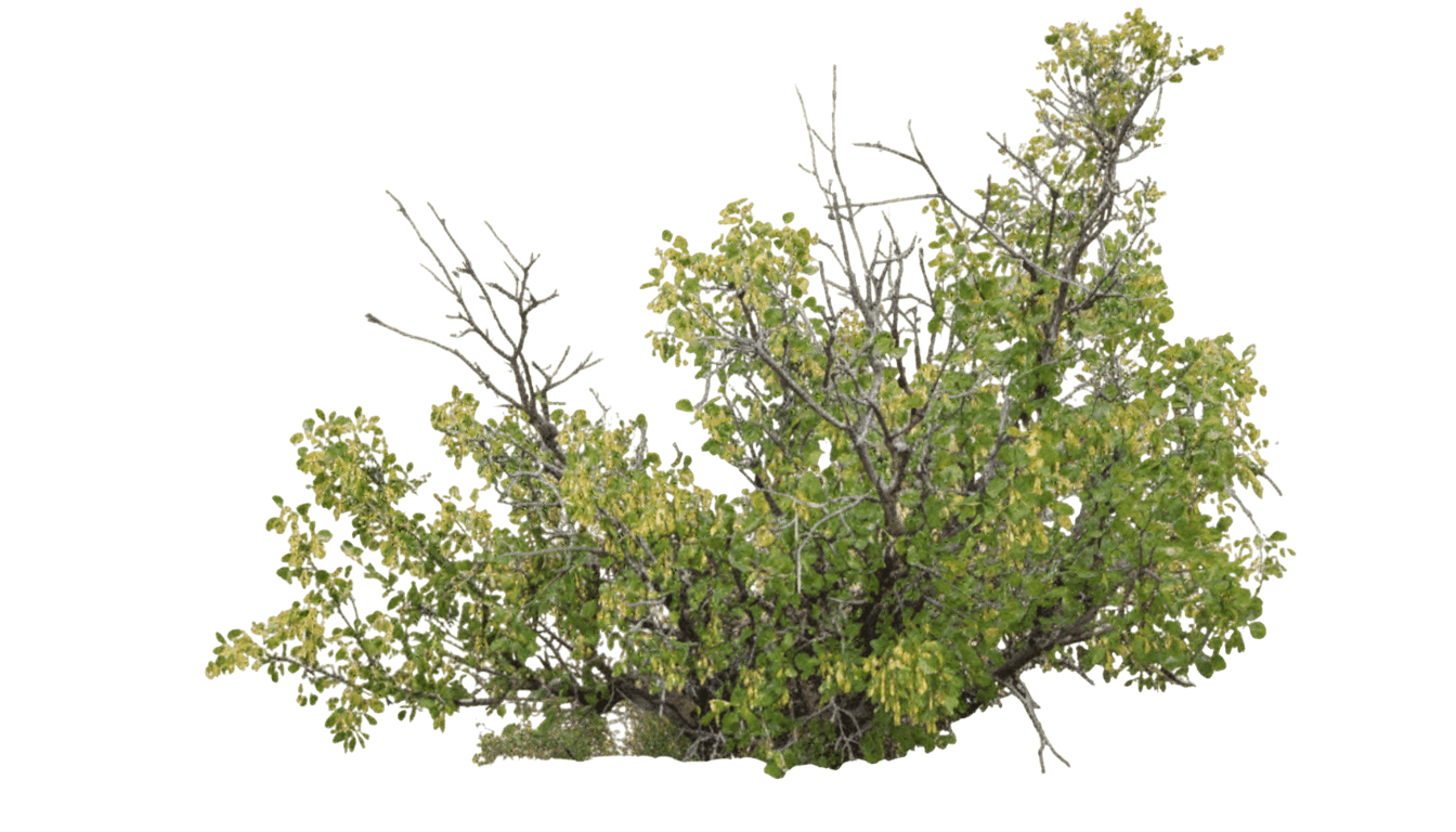 Ash, Singleleaf (Fraxinus Anomala) - Shade Trees