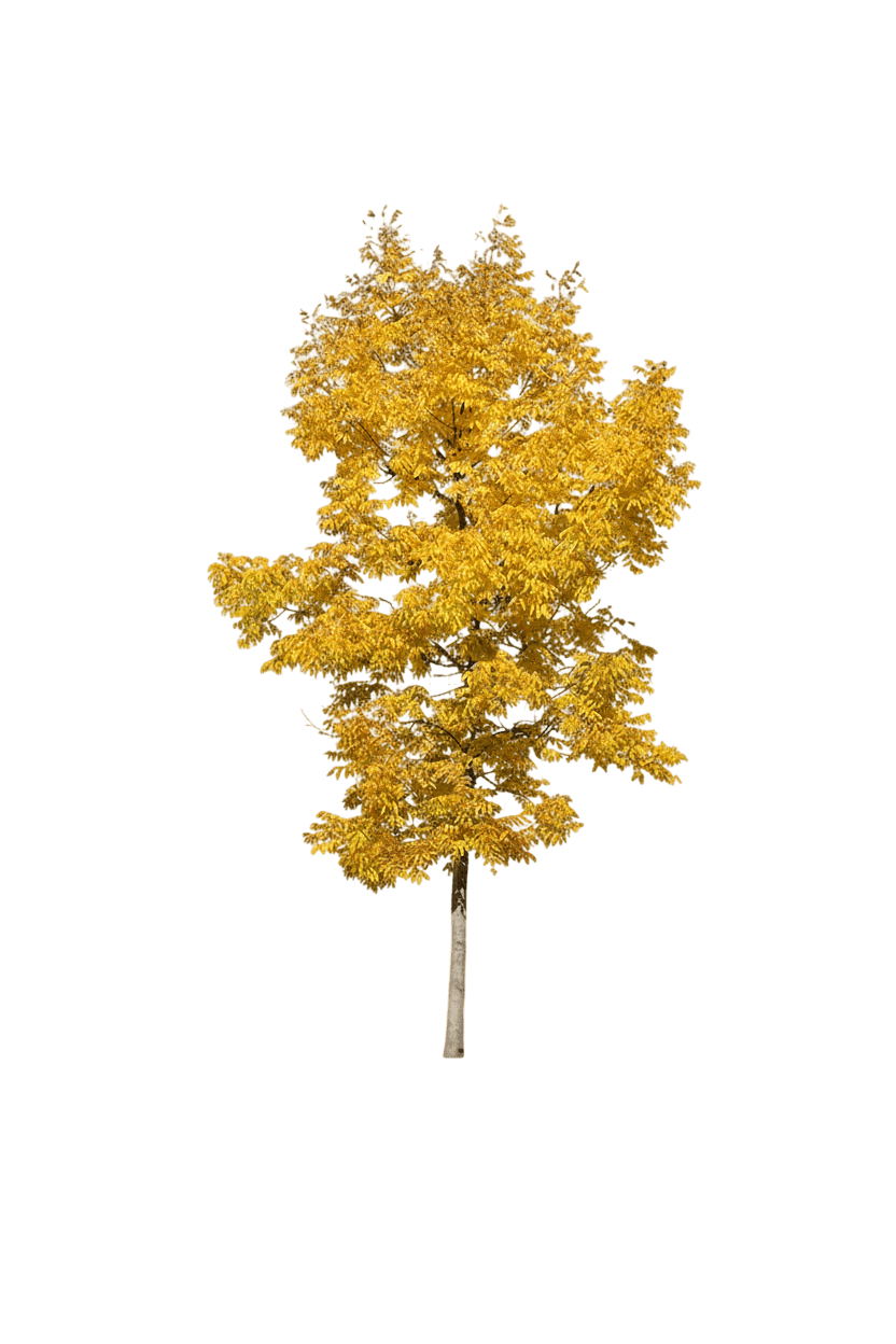 Ash, Fallgold (Fraxinus Nigra 'Fallgold') - Shade Trees