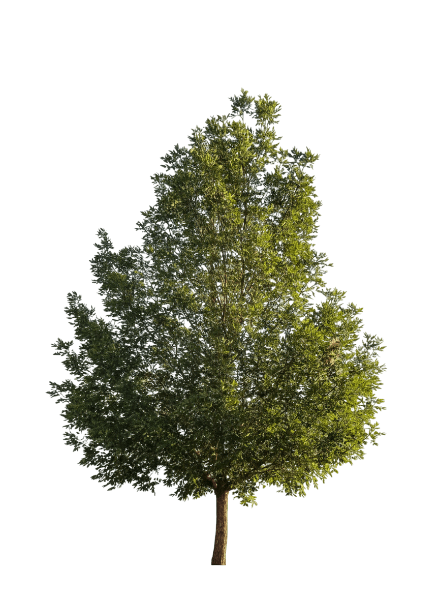 Ash, Prairie Spire (Fraxinus Pennsylvanica ‘Rugby’) - Shade Trees