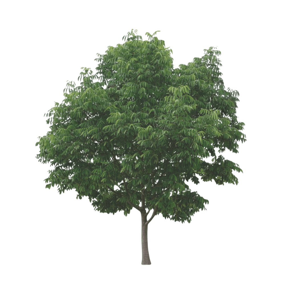 Ash, Urbanite (Fraxinus Pennsylvanica ‘Urbanite’) - Shade Trees