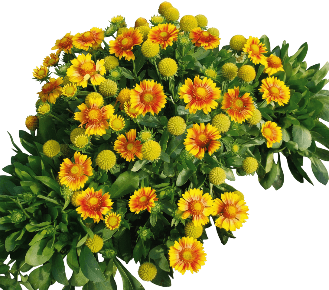 Blanket Flower, Arizona Apricot (Gaillardia Aristata 'Arizona Apricot') - Perennials