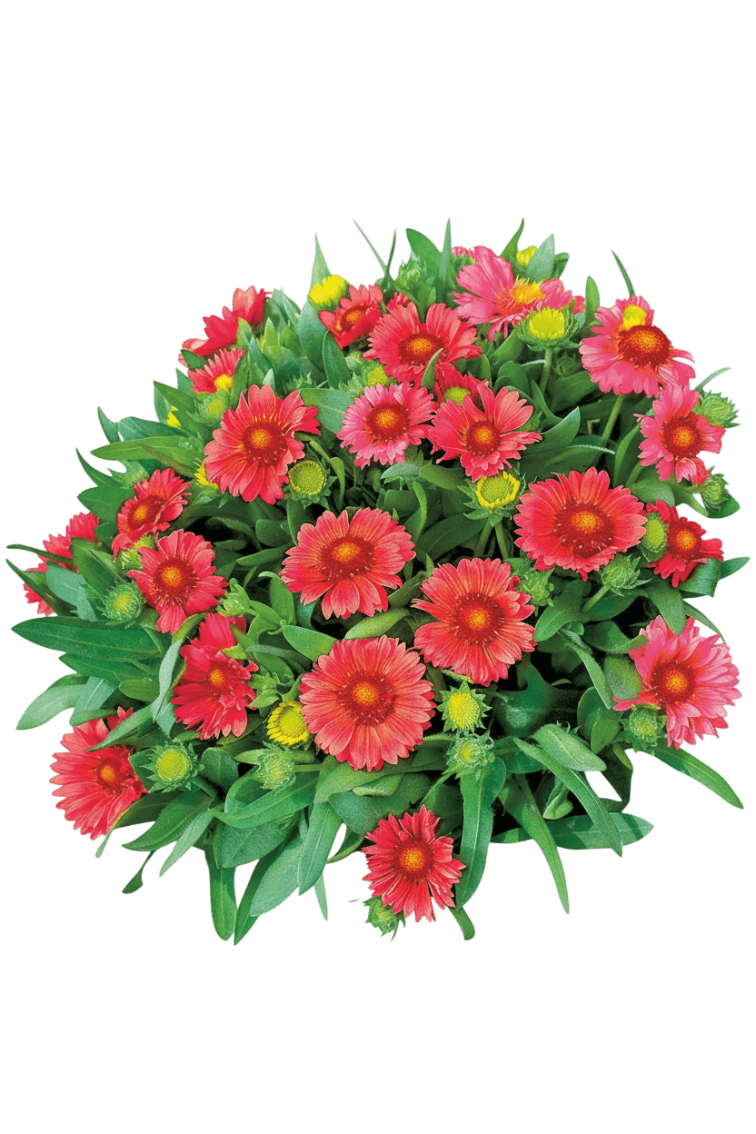 Blanket Flower, Arizona Red (Gaillardia Aristata 'Arizona Red') - Perennials