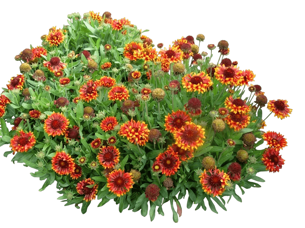 Blanket Flower, Mesa Yellow (Gaillardia Grandiflora) - Perennials