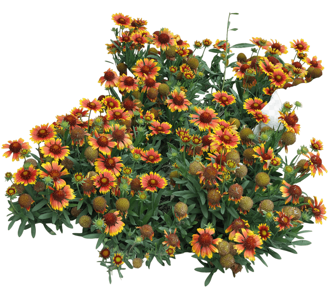 Blanket Flower, Goblin (Gaillardia Grandiflora 'Goblin') - Perennials