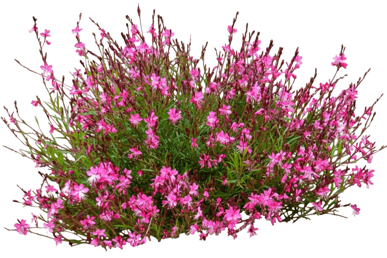 Butterfly Gaura (Gaura Lindheimeri 'Belleza Dark Pink') - Perennials