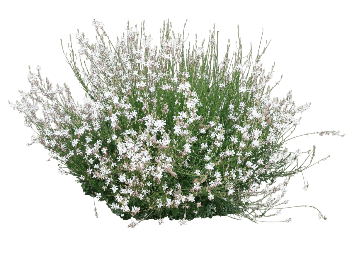 White Gaura (Gaura Lindheimeri 'So White') - Perennials