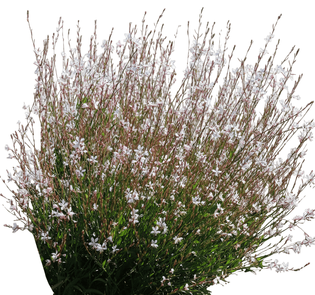 Butterfly Gaura, Sparkle White (Gaura Lindheimeri 'Sparkle White') - Perennials