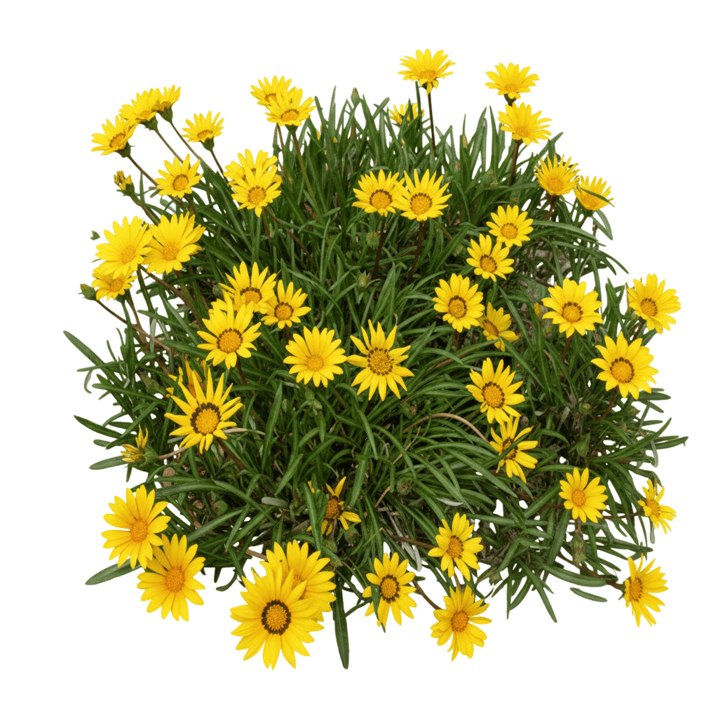 Gazania, Colorado Gold (Gazania Linearis 'P004S') - Perennials