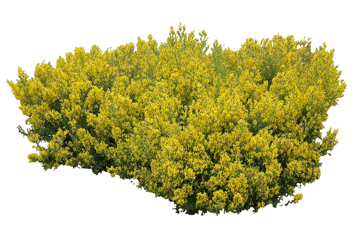 Broom, Royal Gold Compact (Genista Tinctoria ‘Royal Gold’) - Ground Layers