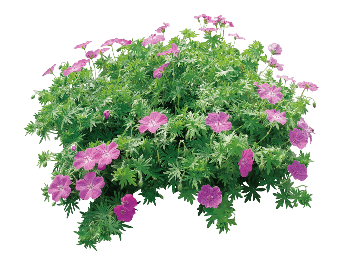 Cranesbill, Vision Violet (Geranium Sanguineum 'Vision Violet') - Perennials