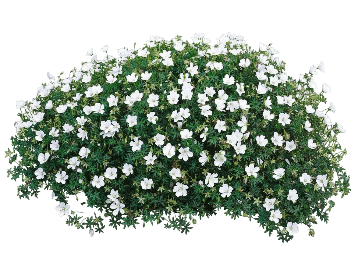 Cranesbill (Geranium X 'Mary-Anne') - Perennials