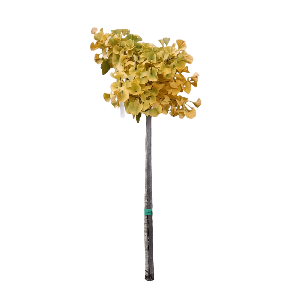 Mariken Ginkgo Standard (Ginkgo Biloba Standard 'Mariken') - Shade Trees