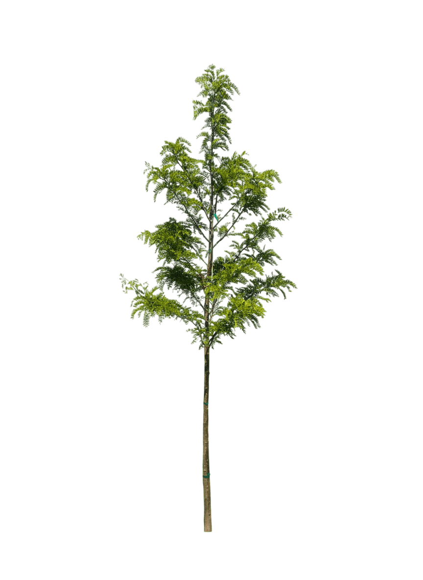 Honeylocust, Imperial Seedless (Gleditsia Triacanthos Inermis ‘Impcole’) - Shade Trees