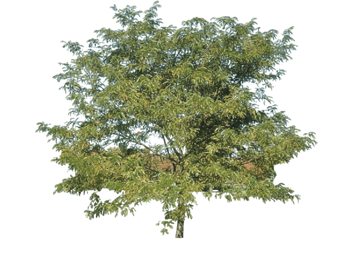 Honeylocust, Trueshade/Shademaster Seedless (Gleditsia Triacanthos Inermis ‘Trueshade’) - Shade Trees