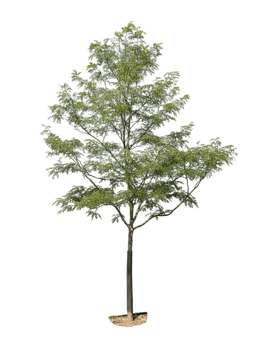Honeylocust, Street Keeper (Gleditsia Triacanthos Pp 21698 'Draves') - Shade Trees